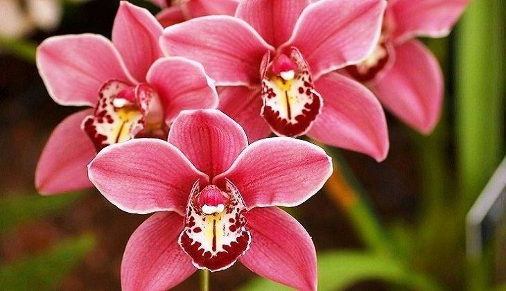 Орхидея Cymbidium красная 