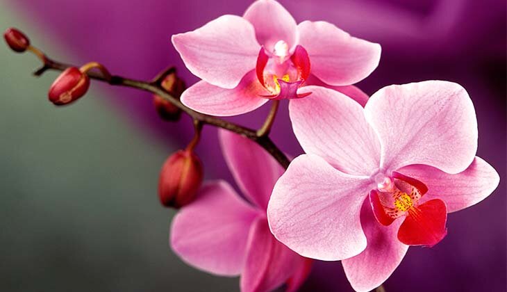 уход за орхидеей после цветения
